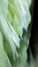 新鮮大西芹現(xiàn)割現(xiàn)發(fā)榨汁西芹首選水果西芹鮮嫩蔬菜生鮮減肥減脂 新鮮西芹3斤 曬單實拍圖