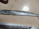 【帶魚無冰】小眼帶魚整條無冰凈重新鮮箱裝刀魚整箱海鮮水產 3斤整條帶魚【2-3條/斤】 曬單實拍圖