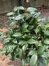 花翁山茶花盆栽不帶花苞花卉植物室內樹(shù)苗 紅赤丹（80cm高）源頭直發(fā) 曬單實(shí)拍圖