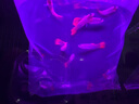 孔雀魚(yú)天使魚(yú) 純種觀賞魚(yú)淡水好養(yǎng)熱帶小型觀賞魚(yú) 孔雀魚(yú)12條送備損3條【發(fā)15條】 曬單實(shí)拍圖