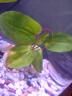 森悠水草魚缸造景擺件增氧陰性水培榕綠菊蜈蚣草凈水定植陶罐水草套餐 象耳皇冠+大葉九冠【大桃紅罐組合】 曬單實拍圖