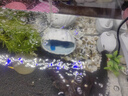 寵小帥天然扇貝殼擺件魚缸造景創(chuàng)意海洋微景觀海螺彩色貝殼斗魚缸裝飾品 【天藍(lán)】小號海洋扇貝 曬單實(shí)拍圖
