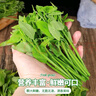 樹(shù)仔菜新鮮潮汕菜五指山野菜當季天綠涼拌菜酒樓食材特色蔬菜包郵 500g 曬單實(shí)拍圖