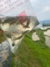 裸鯉魚苗體淡水養(yǎng)殖食用冷水觀賞魚活體裸斑魚無甲無磷鯉魚德國鏡鯉三道鱗小魚苗 30條5-7厘米裸鯉魚苗【多發(fā)10%防損】 曬單實拍圖