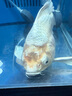 純種臺灣蝴蝶鯉魚好養(yǎng)耐活淡水冷水觀賞魚金魚錦鯉大尾大鰭活體 臺灣球體白18--20厘米1條 曬單實(shí)拍圖
