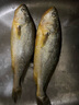海名威 冷凍黃花魚700g/2條 寧德大黃魚地標(biāo) 海鮮水產(chǎn) 生鮮魚類  曬單實(shí)拍圖