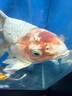 純種臺灣蝴蝶鯉魚好養(yǎng)耐活淡水冷水觀賞魚金魚錦鯉大尾大鰭活體 臺灣球體白18--20厘米1條 曬單實(shí)拍圖