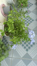 藍(lán)雪花大花苗爬藤植物陽臺庭院四季開花盆栽室內(nèi)外鮮花卉盆景植物 【帶花苞】藍(lán)雪花180（原盆） 曬單實拍圖