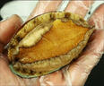 鮑魚(yú)鮮活新鮮冷凍特大海捕活凍鮑魚(yú)青島海鮮水產(chǎn)商用冷凍 4頭鮑魚(yú) 1斤 曬單實(shí)拍圖