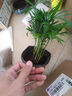綠有意綠蘿發(fā)財(cái)樹文竹多肉花卉盆栽植物室內(nèi)薄荷富貴竹水培小綠植好養(yǎng)活 文竹 含盆 曬單實(shí)拍圖