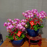Only you【兩小時(shí)達(dá)】大辣椒蝴蝶蘭紫色花苞花劍真花蘭花開(kāi)業(yè)喬遷生日禮物 8株大辣椒蝴蝶蘭（瓷盆隨機(jī)） 曬單實(shí)拍圖