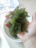 骉祥兒童海葡萄即食小孩吃的零食新鮮海草海藻裙帶菜海帶干貨海菜e 海葡萄*3包 曬單實拍圖