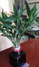 富貴竹水培植物轉(zhuǎn)運(yùn)竹花卉綠植室內(nèi)盆栽客廳招財(cái)帶根大竹子水養(yǎng) 【帶根招財(cái)富貴竹成活率98%】60cm10顆 曬單實(shí)拍圖