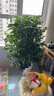 獨桿幸福樹(shù)叢生客廳室內好養花盆景綠植辦公室吸甲醛四季常青植物 精品叢生幸福樹(shù)高1.1-1.2米（螺紋盆） 帶盆栽好 曬單實(shí)拍圖