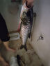 BAISHA FISH BS白鯊三代鰱鳙方塊餌拋竿釣魚餌海竿翻板鉤浮釣反底釣腥臭誘食配方 新三代腥臭味-慢霧化【3包裝】 曬單實拍圖