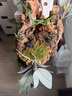 花多多發(fā)酵腐熟進(jìn)口新西蘭松樹(shù)皮蝴蝶蘭蘭花植料蘭花土石斛月季營(yíng)養(yǎng)土 新西蘭松樹(shù)皮9-12mm【10L】 曬單實(shí)拍圖