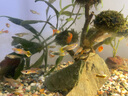 魚飼料漁場微顆粒魚食小型熱帶魚養(yǎng)殖專用幼觀賞魚開口糧打窩上浮 尖嘴瓶100ml高蛋白起飛飼料三階段 魚場專用飼料 曬單實拍圖