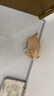 超寵愛寵物貓咪專用沐浴露成幼貓犬通用 長毛專用 賽級洗護二合一 曬單實拍圖