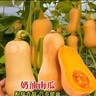 奶油南瓜種子香甜粉糯面農(nóng)家庭院菜園春夏易種植耐熱瓜果蔬菜種子 奶油南瓜種子【1袋】約20粒 曬單實(shí)拍圖