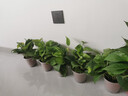 雙盟 綠蘿盆栽除甲醛花卉綠植辦公室新房凈化空氣110款10盆裝源頭直發(fā) 曬單實拍圖