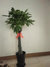 嘆為觀止大型植物發(fā)財(cái)樹各種大顆盆栽開業(yè)喬遷客廳辦公室內(nèi)好養(yǎng)大型花卉 辮子發(fā)財(cái)樹【1.2-1.4米】 含盆 曬單實(shí)拍圖