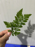曠古農業(yè)【順豐】新鮮擺盤(pán)裝飾花草蛋糕裝飾葉子點(diǎn)綴西餐酒店鮮花 羊齒葉1盒約16片 曬單實(shí)拍圖