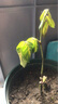 耐寒薔薇花苗爬藤四季開花室內(nèi)盆栽室外藤本月季玫瑰花卉易活植物 風(fēng)暴 灌木 精品花苗 不含盆 曬單實拍圖