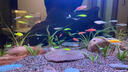 CRAZY PLANT斑馬魚魚苗熱帶觀賞魚小魚淡水耐活好養(yǎng)孔雀魚活魚小型七彩草金魚 七彩斑馬隨機8條 1.5-2.5CM 曬單實拍圖