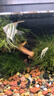 神仙魚秘魯燕子魚熱帶魚觀賞魚活體魚三色神仙熊貓神仙水族新手魚 3-4cm神仙套餐6 共7條 曬單實(shí)拍圖