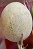 正宗山東哈密瓜曉蜜17新鮮現(xiàn)摘當(dāng)季水果甜瓜 8-9斤 曬單實(shí)拍圖