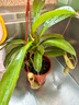 花翁豬籠草盆栽捕蠅草食蟲(chóng)草植物驅(qū)蚊蟲(chóng)綠植（6-8個(gè)籠子）源頭直發(fā) 曬單實(shí)拍圖