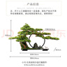 桔梗謠 仿真迎客松擺件 喬遷搬家禮物植物盆景山水造景客廳玄關(guān)辦公室酒店前臺送長(cháng)輩新中式禪意裝飾品 小號-縱情山林【美人松+30燈圈】 曬單實(shí)拍圖