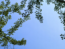 風(fēng)景摩擦鋼筆墨囊熱敏可擦國標3.4mm口徑可擦晶藍墨藍小學(xué)生專(zhuān)用直液式鋼筆替芯兒童初學(xué)鋼筆練字 【墨藍】2罐60支 熱敏可擦墨囊 曬單實(shí)拍圖