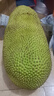 京鮮生 海南老樹菠蘿蜜 30-35斤裝 凈重30斤+ 生鮮水果 源頭直發(fā) 曬單實拍圖
