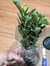 沙漠玫瑰盆栽重瓣花卉庭院植物耐旱室內(nèi)四季陽(yáng)臺(tái)盆景懶人好養(yǎng)綠植 沙漠玫瑰【紅富貴】3年老樁+加侖盆 曬單實(shí)拍圖
