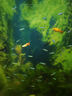魚(yú)官兒 群游活體觀(guān)賞魚(yú)紅綠燈寶蓮燈鉆石燈魚(yú)小型熱帶魚(yú)適合新手闖缸魚(yú) 2cm+大寶蓮燈50條+送6防損 曬單實(shí)拍圖
