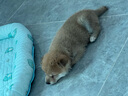 祥彥方依純種柴犬幼犬活體日本小柴犬赤柴黑柴狗豆柴寵物狗活體雙血統(tǒng)幼崽 曬單實(shí)拍圖