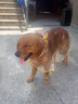 麥?zhǔn)嫣毓饭酚暌露放褡o(hù)肚泰迪專用小中型犬柴犬小狗透明雨披防水寵物衣服 【有效防雨】白色包邊雨衣 S(體重3-7斤 背長21-27CM) 曬單實拍圖