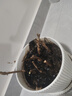 爬山虎樹苗爬藤植物庭院樓頂攀爬墻攀援綠植盆栽五葉地錦耐寒花卉 爬山虎2年苗10顆 曬單實拍圖