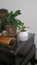 行湘金鉆水培綠植桌面綠植盆栽觀葉盆景+白色南瓜塑料吸水盆 源頭直發(fā) 曬單實(shí)拍圖