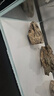 金晶超白魚(yú)缸客廳桌面小魚(yú)缸玻璃草缸龜缸懶人家用生態(tài)造景水族箱 長(zhǎng)35CM寬21CM高23CM（厚度5MM） 金晶超白魚(yú)缸裸缸 曬單實(shí)拍圖