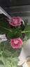 重瓣大巖桐花苗富貴芙蓉花卉室內(nèi)觀賞盆栽帶花苞基地直發(fā)四季開(kāi)花 紅色 【帶花發(fā)貨】約15-20cm高 帶盆栽好 曬單實(shí)拍圖