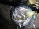 紅蟲上餌器皮筋小號皮筋顆粒釣魚皮筋夾釣魚皮筋圈皮筋綁顆粒 【50g/2000根】紅蟲皮筋 曬單實(shí)拍圖