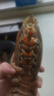 百鮮洽特大龍蝦波士頓龍蝦活凍波龍大龍蝦海鮮水產(chǎn)冰鮮冷凍年貨禮盒 2只裝（450g-550g/只）實惠 曬單實拍圖