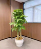 Only you【兩小時達】發(fā)財樹大型綠植花卉室內(nèi)客廳辦公室開業(yè)開業(yè)喬遷送禮 八方來財鴨腳木 曬單實拍圖