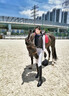 Hillman專業(yè)馬術(shù)馬靴男女騎馬長靴Hillman真牛皮透氣柔軟騎馬靴 421 A款 黑色平紋 標(biāo)準(zhǔn)版加高 37 曬單實拍圖