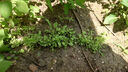冰島虞美人花種籽子冬季耐寒春夏開(kāi)花易種植花種室外冰島虞美人 虞美人種子【混色】50克 曬單實(shí)拍圖