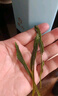 徽六綠茶太平猴魁茶葉250g 尋味500特級(jí)2025新茶手工捏尖 源頭直發(fā) 曬單實(shí)拍圖