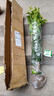 桂花樹(shù)苗濃香桂花苗金桂四季桂八月桂庭院陽(yáng)臺花卉盆栽綠植物 四季桂1.5cm粗【掌柜推薦】 曬單實(shí)拍圖