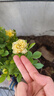 棒棒糖樹(shù)樁月季花苗樹(shù)狀特大花朵四季開(kāi)花花卉植物庭院玫瑰花樹(shù)苗 粉龍【多季循環(huán)開(kāi)花】 粗度：直徑1-1.2cm 曬單實(shí)拍圖